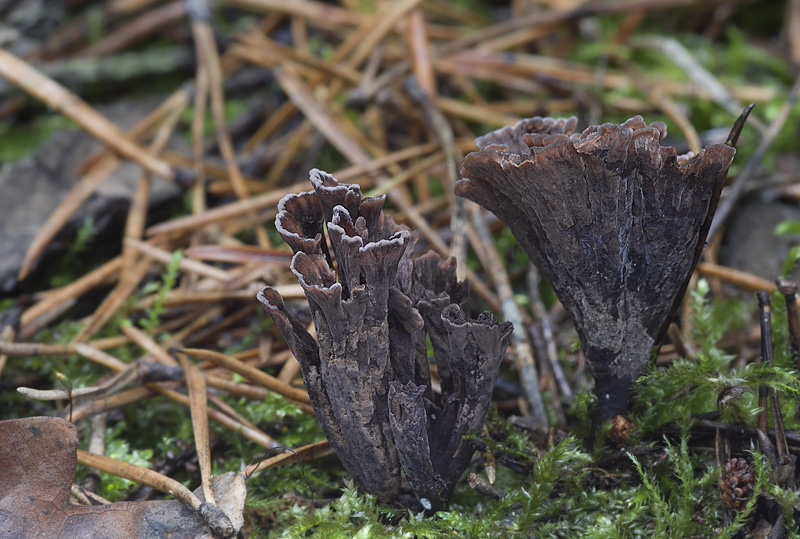 Thelephora caryophyllea